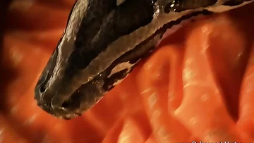 Looking Amenable In Sexy Asia